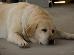 2008-04-24 - Fattoria didattica